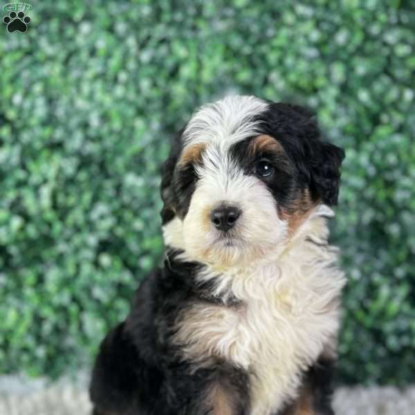 Copper, Mini Bernedoodle Puppy